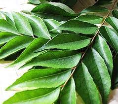 Curry Leaves Bunch