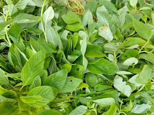 Thotakura /Amaranth Leaves/Mulai Keerai - Bunch